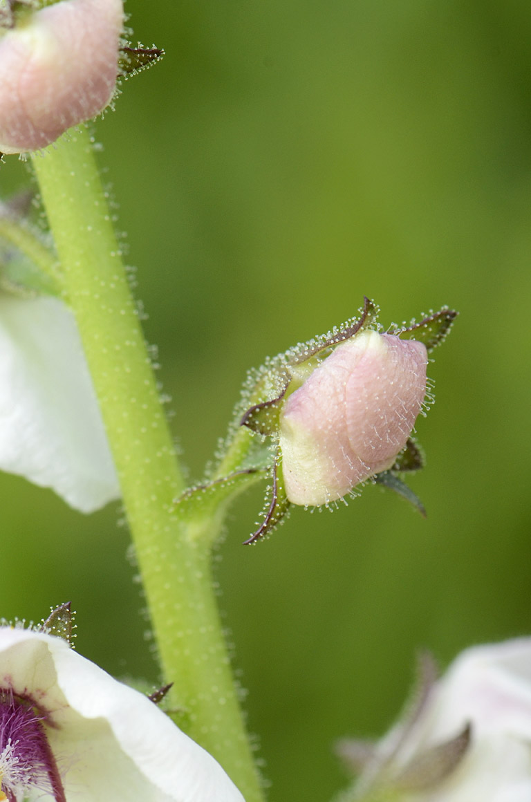 Verbascum blattaria bianco